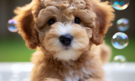 Splish-Splash, We’re Taking a Bath: Puppy Bathing 101