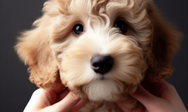 Eyes and Ears: Puppy Grooming Magic for Happy Health!