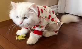 Fifi’s Beloved Yellow Plastic Spring Toy