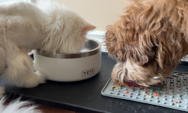 Yeti non slip dog bowl