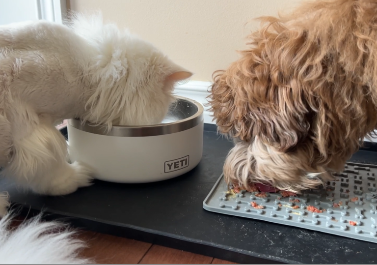 Read more about the article Yeti non slip dog bowl