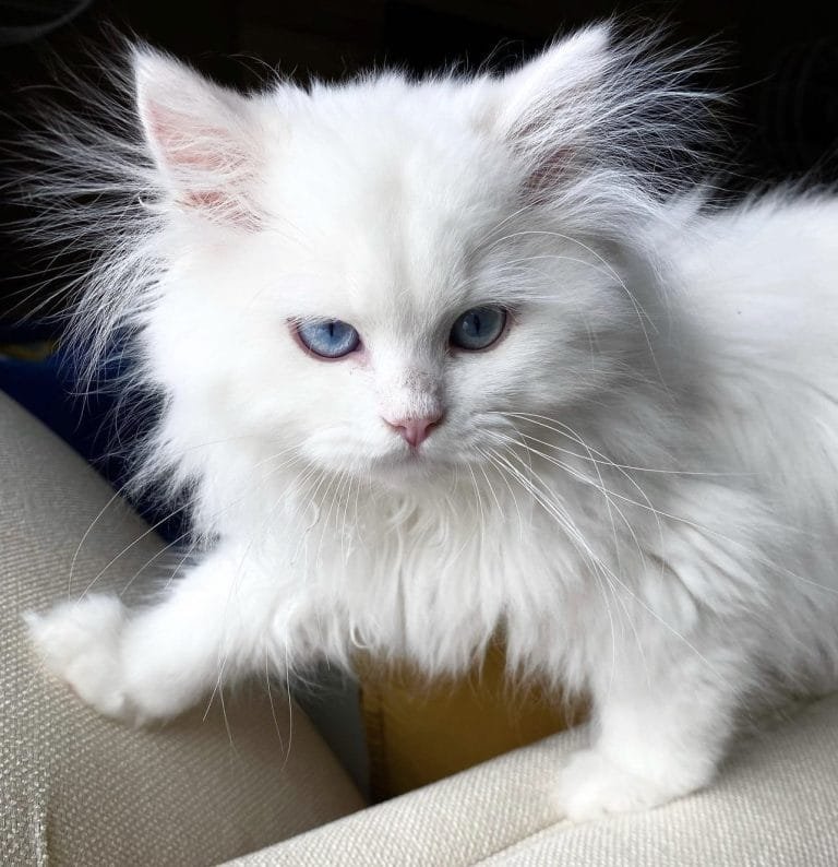 Read more about the article Hello World: Meet Fifi, the Adorable White Himalayan Persian Kitten!