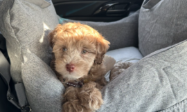 Car Booster Seat for small dog (or cat)