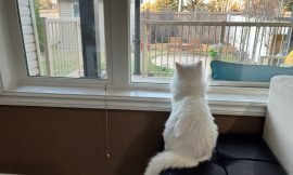 Fifi’s Yearning for the Skies: A Blue-Eyed Cat’s Quest for Freedom