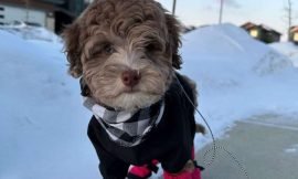 Butter’s First Adventure: Exploring the Neighborhood