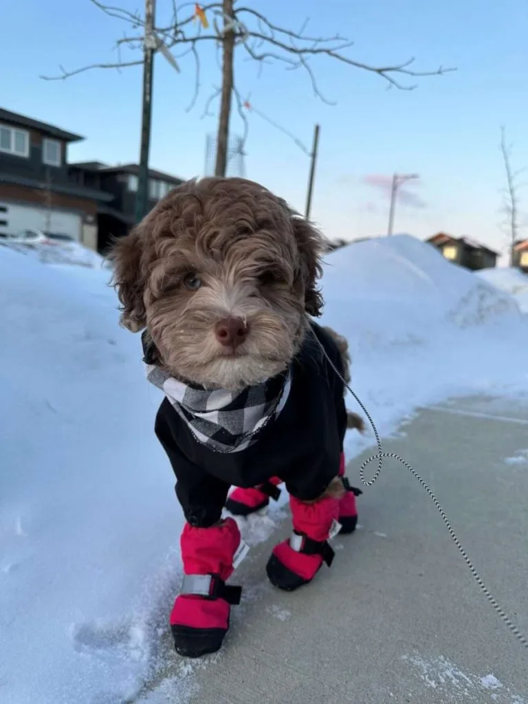 Read more about the article Butter’s First Adventure: Exploring the Neighborhood