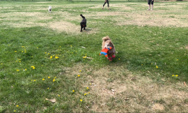 Butter’s First Adventure at the Dog Park: Fun, Playtime, and New Furry Friends!