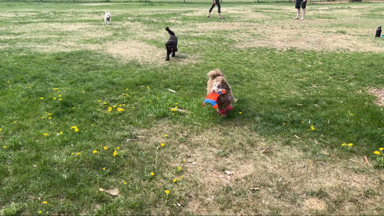 Read more about the article Butter’s First Adventure at the Dog Park: Fun, Playtime, and New Furry Friends!