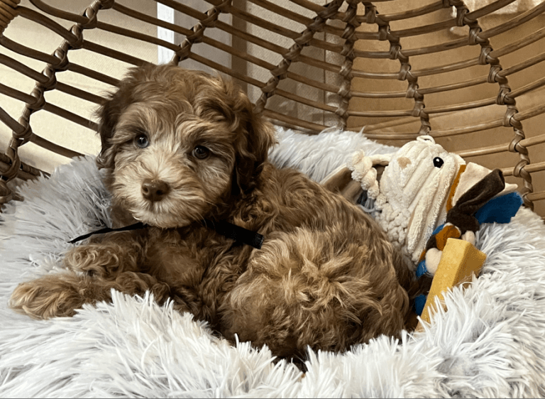 Read more about the article Hello World – Truffle Butter