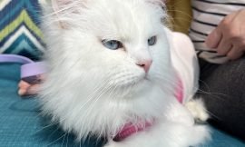 Why Cuddling My Dog Lasts Longer Than Cuddling My Cat