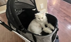 Exploring the World in Style: A Review of the BOINN 3-in-1 Multifunction Pet Stroller