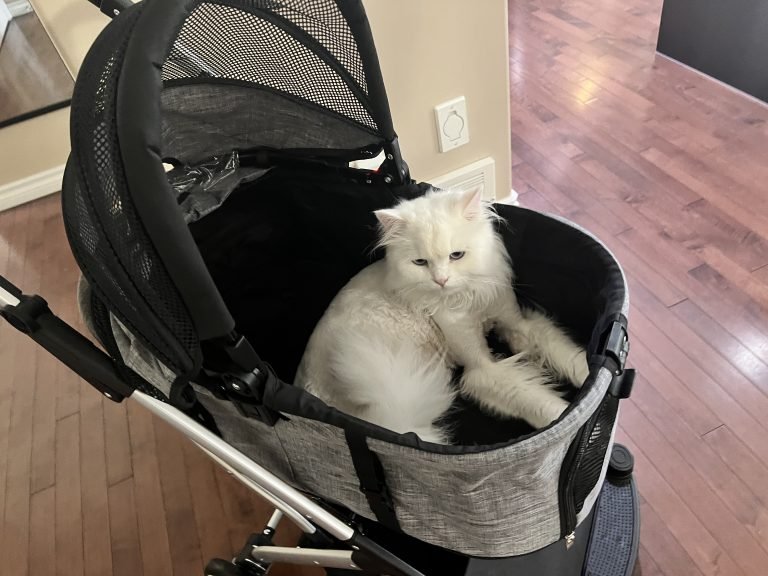 Read more about the article Exploring the World in Style: A Review of the BOINN 3-in-1 Multifunction Pet Stroller