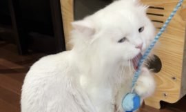 The Fascinating Coarseness of a Cat’s Tongue: Did You Know?