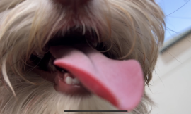 Why Do Dogs Love to Lick Their Human Friends? Did you know?