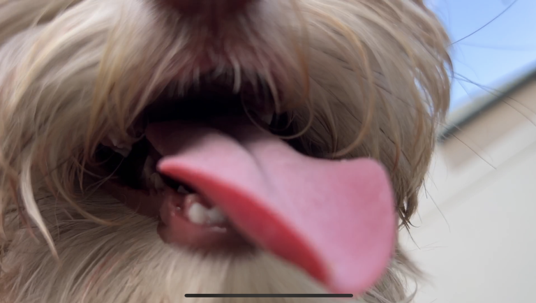 Read more about the article Why Do Dogs Love to Lick Their Human Friends? Did you know?