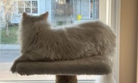 Fifi’s Perspective: The World from the Cat Tree