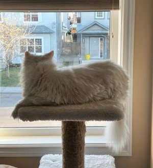 Read more about the article Fifi’s Perspective: The World from the Cat Tree