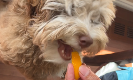 A Fruit-Loving Canine Companion