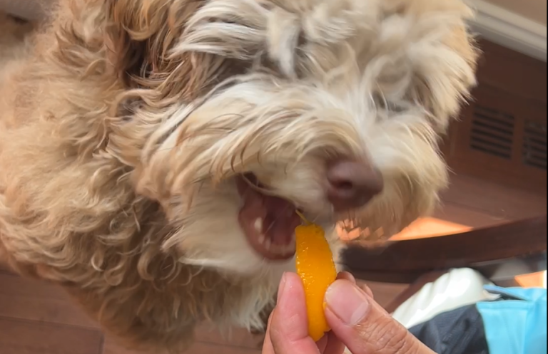 Read more about the article A Fruit-Loving Canine Companion