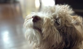 Dogs’ Exceptional Sense of Smell: Beyond Human Capabilities