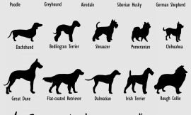 Exploring the Canine Kaleidoscope: The Wide Range of Dog Breeds and Their Distinctive Characteristics