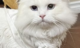 Whisker Wonders: Unveiling the Fascinating Role and Purpose of a Cat’s Whiskers