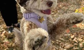 Dogs: Masters of Intelligence and Command Obedience