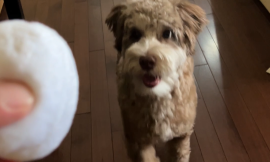 Decoding Doggy Dialogue: Understanding Diverse Canine Communication”