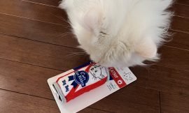 Catnip Craze: Unraveling the Mystery Behind Why Some Cats Are Irresistibly Attracted to Catnip