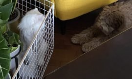 Puppy-Proofing Your Home: Ensuring Safety and Peace of Mind