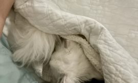 Comfort Kings and Queens: Why Cats are the Ultimate Connoisseurs of Comfort