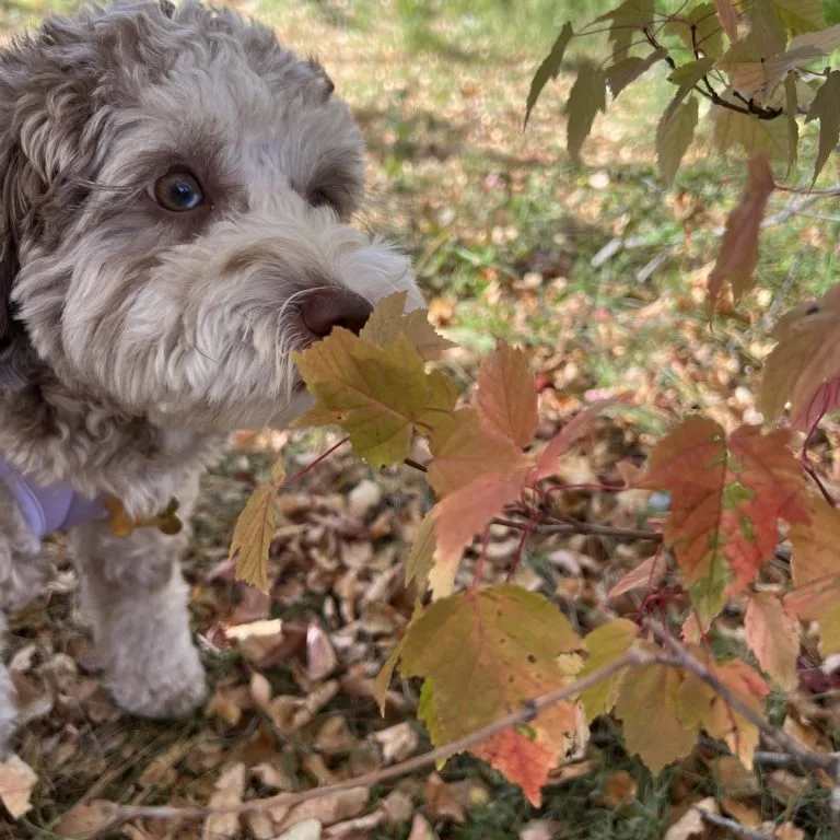 Read more about the article Fall Foliage Fun: A Playful Season