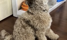 Basic Obedience Command – “Sit”