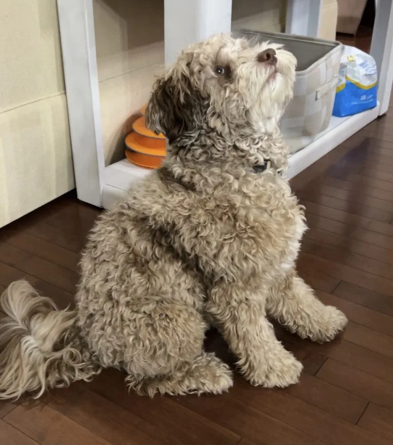 Read more about the article Basic Obedience Command – “Sit”