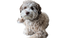 Understanding Puppy Development