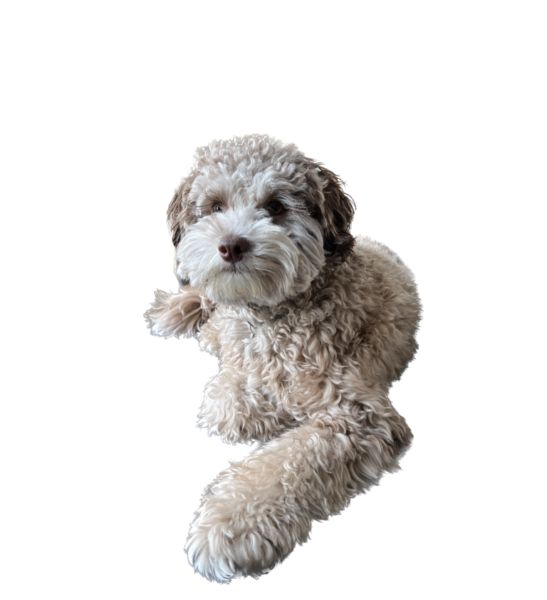 Read more about the article Understanding Puppy Development