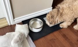 Navigating the Shared Bowl: Can Dogs and Cats Share the Same Food?