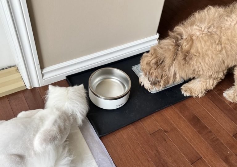 Read more about the article Navigating the Shared Bowl: Can Dogs and Cats Share the Same Food?