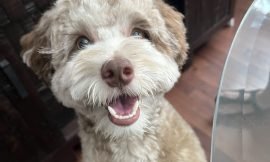 Keeping Puppy Smiles Bright: A Guide to Puppy Dental Care