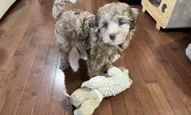 Paws and Play: A Guide to Choosing the Best Toys for Your Puppy