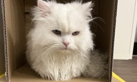 Super Senses: Unraveling the Secrets Behind Cats’ Exceptional Abilities