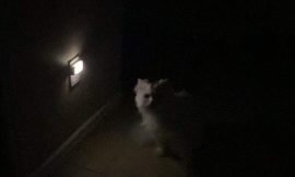 Fifi the Nighttime Trickster: Tales of a Mischievous Cat