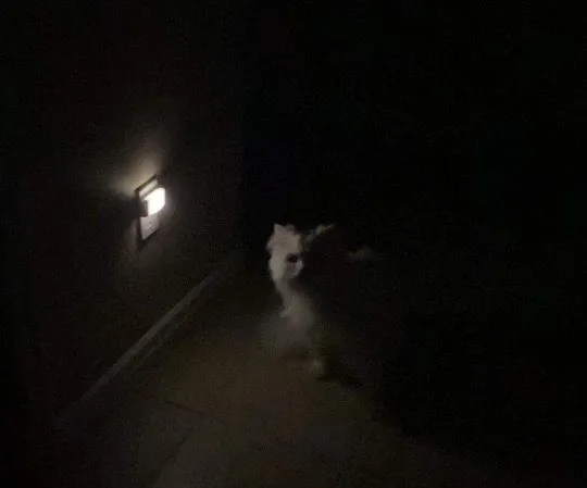 Read more about the article Fifi the Nighttime Trickster: Tales of a Mischievous Cat