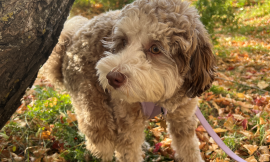 Cozy Fall: How to Prepare Your Dog and Cat for Cooler Weather