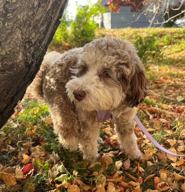 Read more about the article Cozy Fall: How to Prepare Your Dog and Cat for Cooler Weather