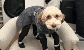 Winter Paws: Essential Tips to Keep Your Dog Warm and Protect Their Feet from the Cold