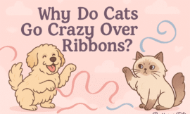 Why Do Cats Go Crazy Over Ribbons? 🎀🐾