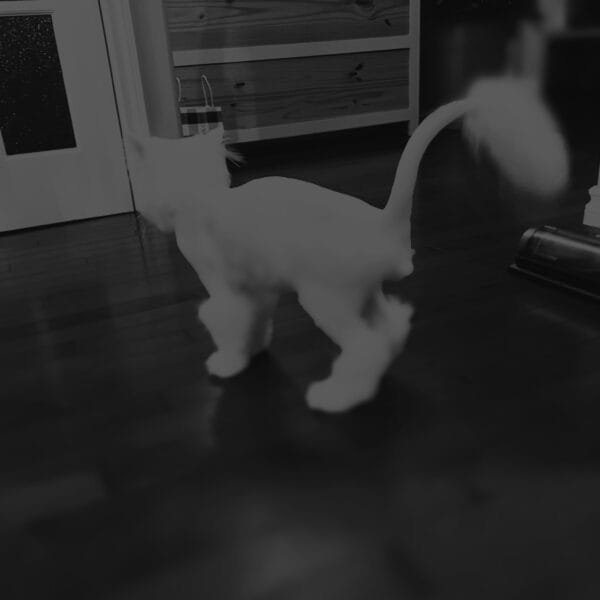 Understanding Cat Zoomies: Why Fifi Runs Wild at 3AM