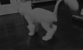 Understanding Cat Zoomies: Why Fifi Runs Wild at 3AM